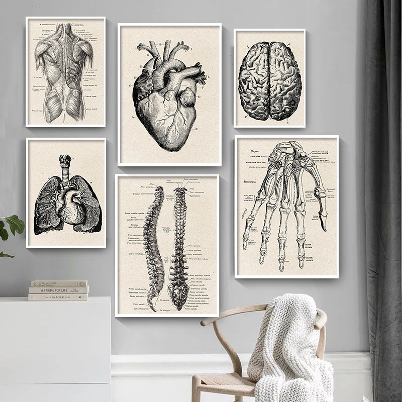 Pôster de arte em tela de anat - Medical Lab Posters avaliação e preço